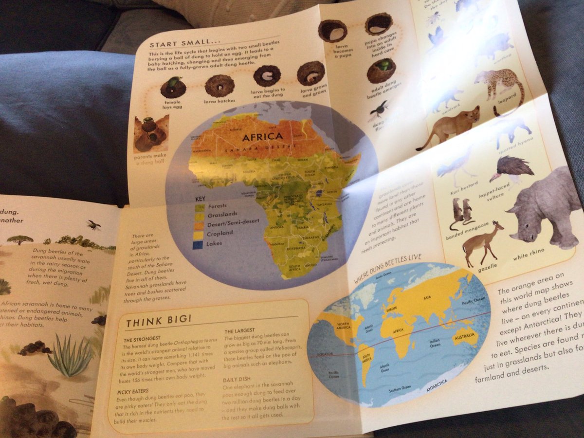 writeaboutbooks's tweet image. To mark the beginning of National Non-Fiction November, #DungBeetle is the latest title in one of my favourite information book series #StartSmallThinkBig @Mamamakesbooks