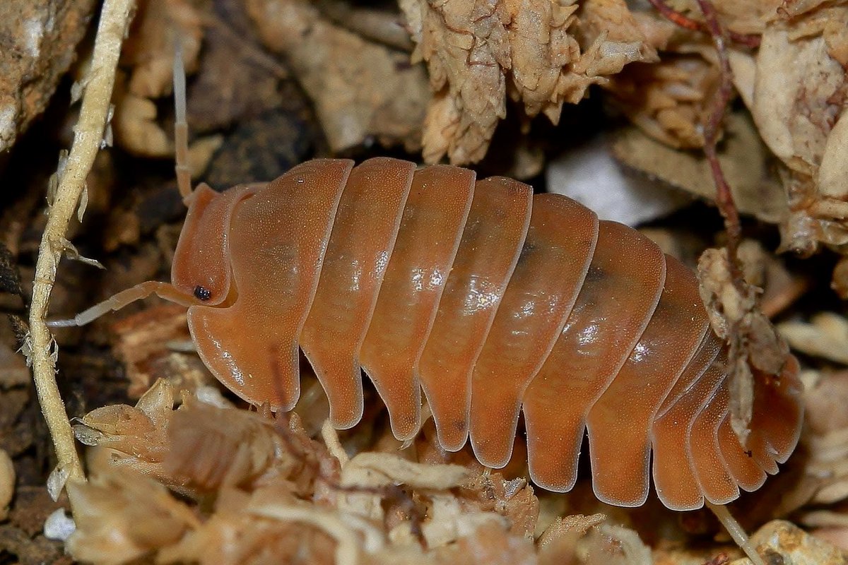 ダンゴムシページ 994ac5ffd22c977144fa7ccf0ced3d