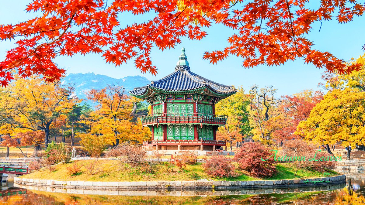 singident's tweet photo. 경복궁 향원정과 다양한 가을 단풍 이미지들로 만든 2025년 11월 달력 노트북배경화면 12종 무료나눔합니다. https://t.co/N9B9XHylRP

#2025년11월달력배경화면 #단풍배경화면 #가을배경화면 https://t.co/k7n2YXDnlI