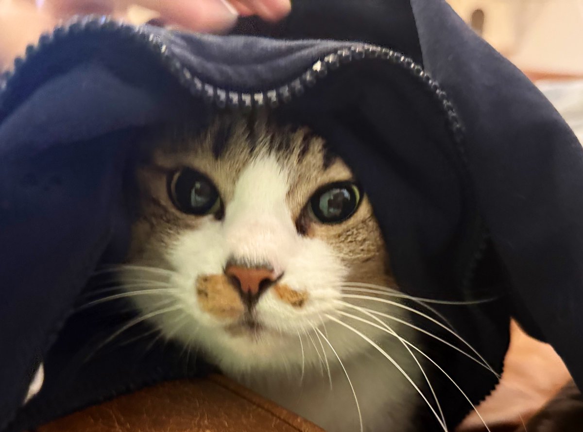 ringotonekosuke's tweet photo. HAPPY HALLOWEEN🎃
＃猫 #ねこ ＃猫好きさんと繋がりたい ＃猫をTLに流しちゃおう ＃猫との暮らし   #ふーこのまいにち https://t.co/MIm6tSgkoR