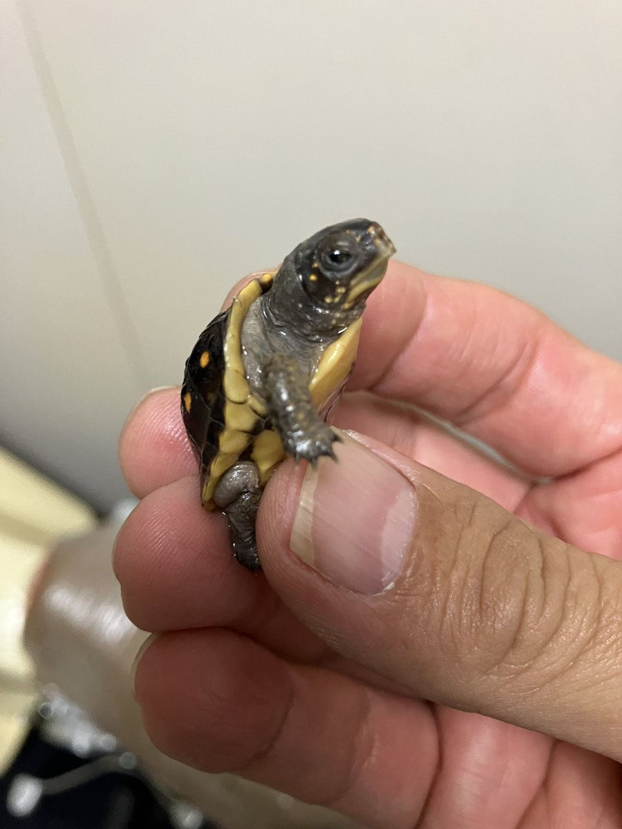 先日のTBMでは、私の販売出来る個体は完売しましたが、まだ9月生まれで人様にお譲り出来るまで育ってない個体もいます。

その中でキボシイシガメ？っぽい
ミツユビがいます。
まだまだ小さいし、この後は全く違う色柄になると思うけど、楽しみ