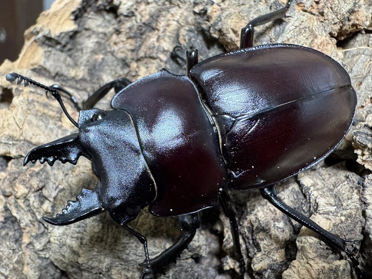 セイロンキシタアゲハ♂標本★スリランカ★ 106mm入手困難エリア鮮度抜群 セイロンキシタアゲハ♂標本☆スリランカ☆ 106mm入手困難エリア