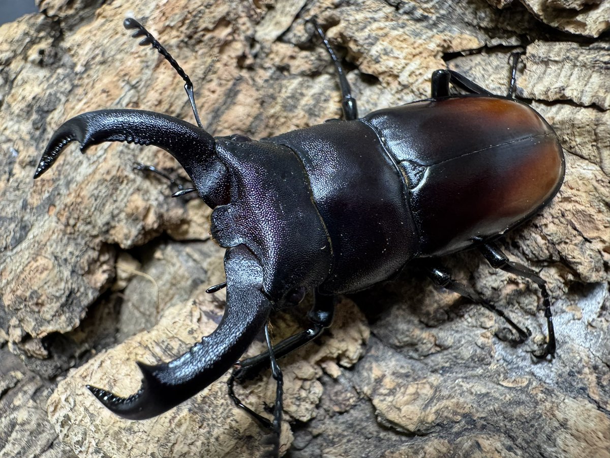 セイロンキシタアゲハ♂標本★スリランカ★ 106mm入手困難エリア鮮度抜群 セイロンキシタアゲハ♂標本☆スリランカ☆ 106mm入手困難エリア