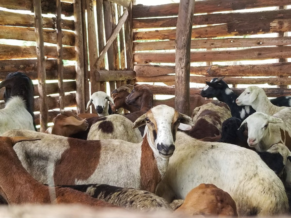 brightagric's tweet photo. At Bright Institute of Agriculture Masindi, livestock farming isn’t just theory it’s a lifestyle. Our students master hands-on skills in goat and sheep rearing, building agripreneurs ready for the market. #LivestockFarming #GoatFarming #HandsOnLearning #CityMedia #CityTV https://t.co/ZQsAMCFZdr