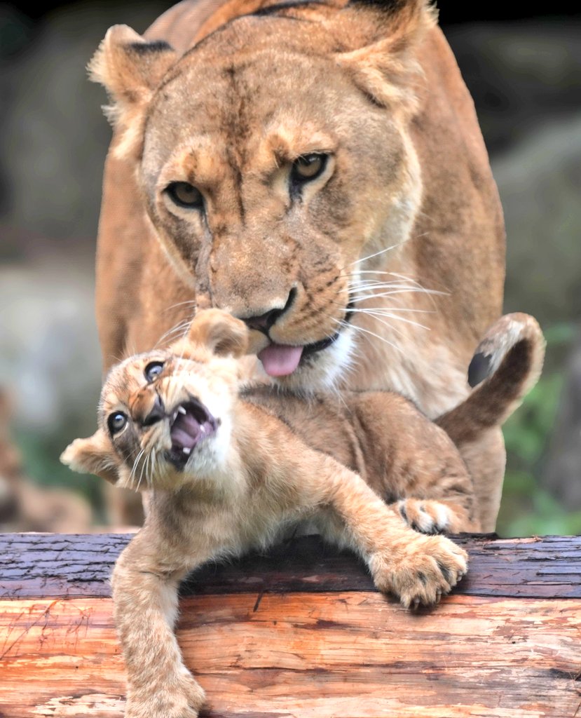 またママの舐め舐め愛がきたー
#ライオン #のんほいパーク