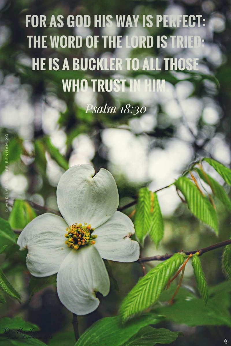 UMlb451847's tweet image. Yes! Keeping our hearts tucked in God's trusted care. #Truth #photography #scripture #GodsVoice #dogwoodtree