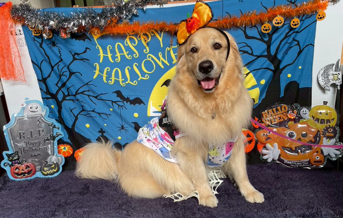 ゴールデン＠チップ (@zawaten30) / Posts / X