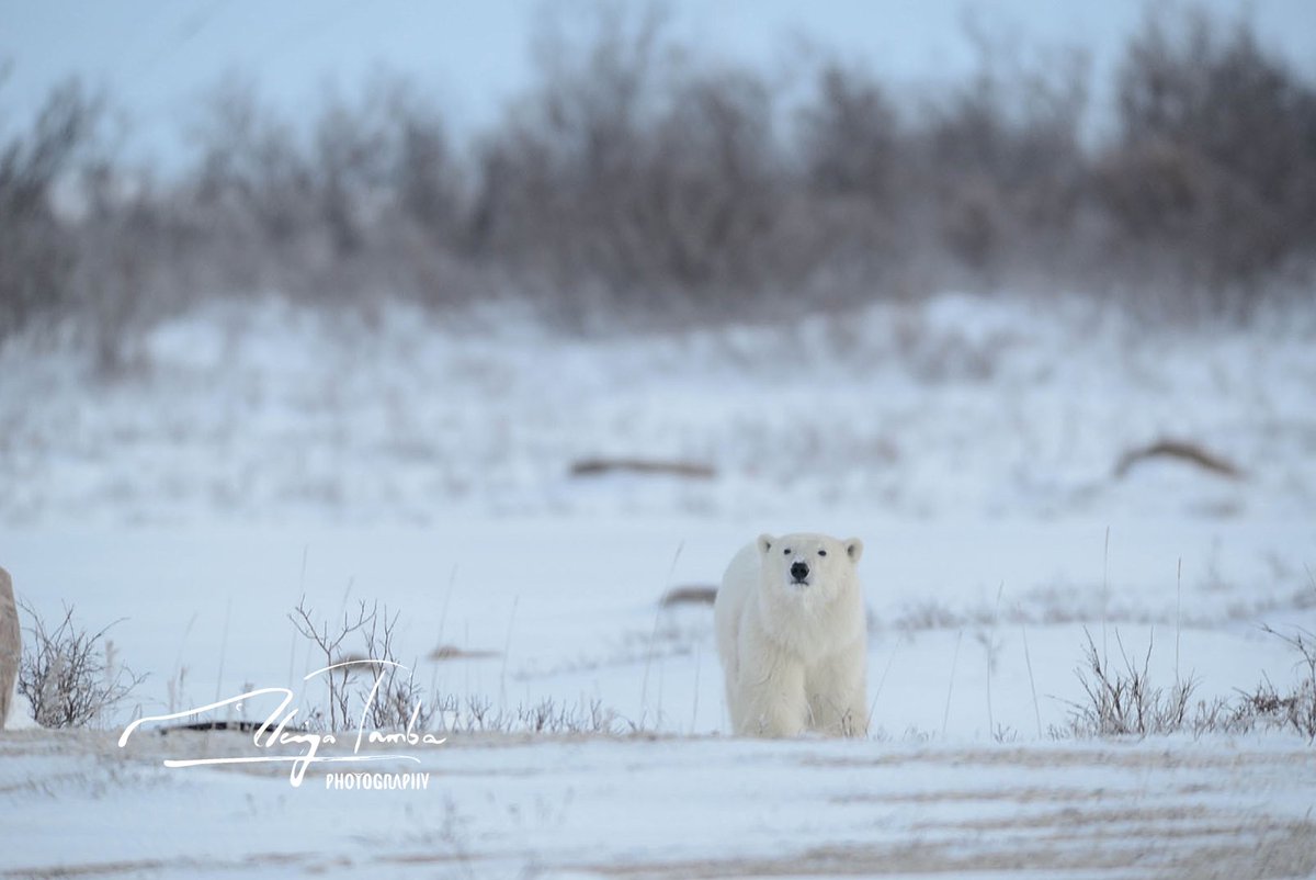 ホッキョクグマ 北極の象徴の文化史 丹葉暁弥 丹葉暁弥 / photographer on X