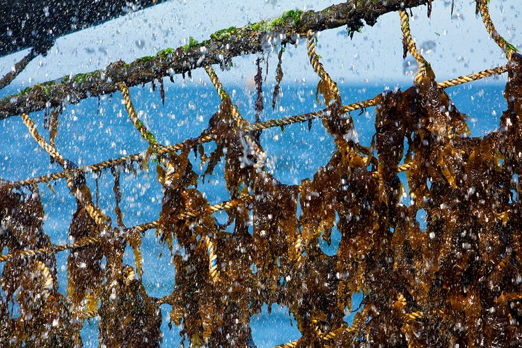 zuid_holland's tweet image. 🌿 Zeewier: klein gewas, groot effect! Eef Brouwers (European Seaweed Association) staat in de @TIME 100. Vanuit Den Haag laat hij zien hoe zeewier CO₂ vastlegt en de blauwe economie versterkt. 🌊 #Zeewier #ZuidHolland
time.com/collections/ti…