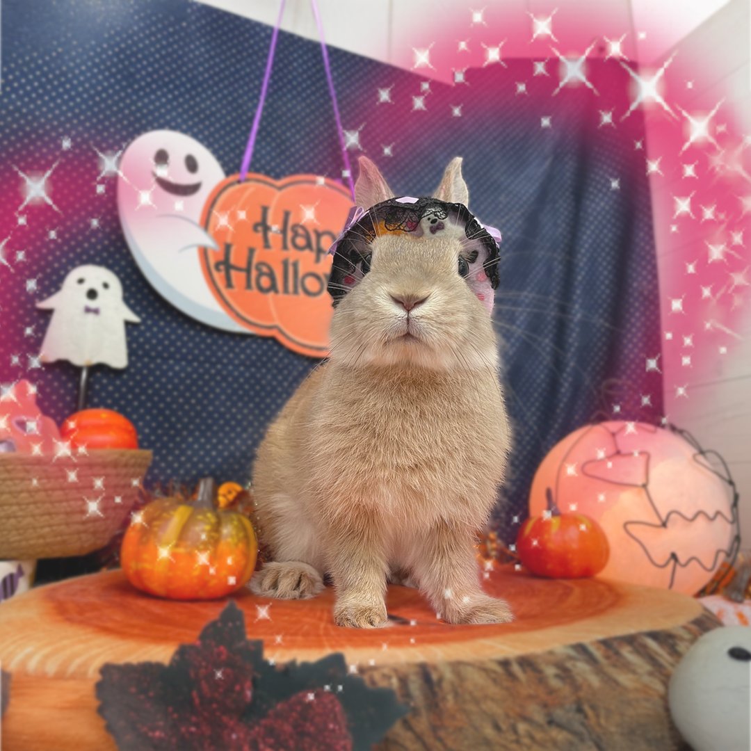 うさうさき♥3点おまとめ♥⁠◍⁠•⁠ᴗ⁠•⁠◍⁠)⁠❤ うさうさ on X