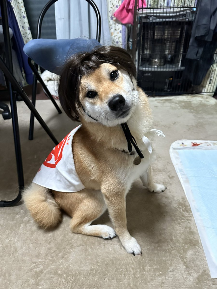 HAPPY HALLOWEEN🎃

<a href="/hikingshibaGAKU/">岳 ⛰️ 柴犬 🏔️</a> ママに頂いたはらかけを使いたくて金太郎コスしてみた🪓

#Halloween2025
#ハロウィン2025