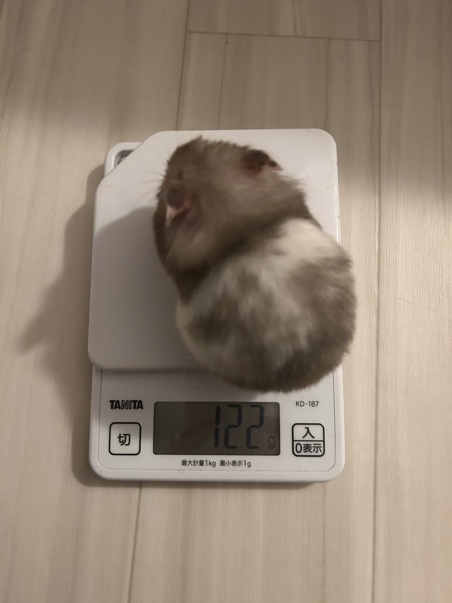 もちまる それいけ!ぽてちまる on X