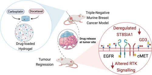 Triple-negative breast cancer #TNBC lacks targeted therapies.

In a collaborative study, researchers from BRIC–NII, <a href="/AmityGurgaon/">Amity University Gurugram</a>, <a href="/unescorcb/">RCB</a>, and <a href="/AshokaUniv/">Ashoka University</a> demonstrate that a hydrogel-based docetaxel–carboplatin (DTX–CPT–Gel) therapy curbs tumor growth by rewiring