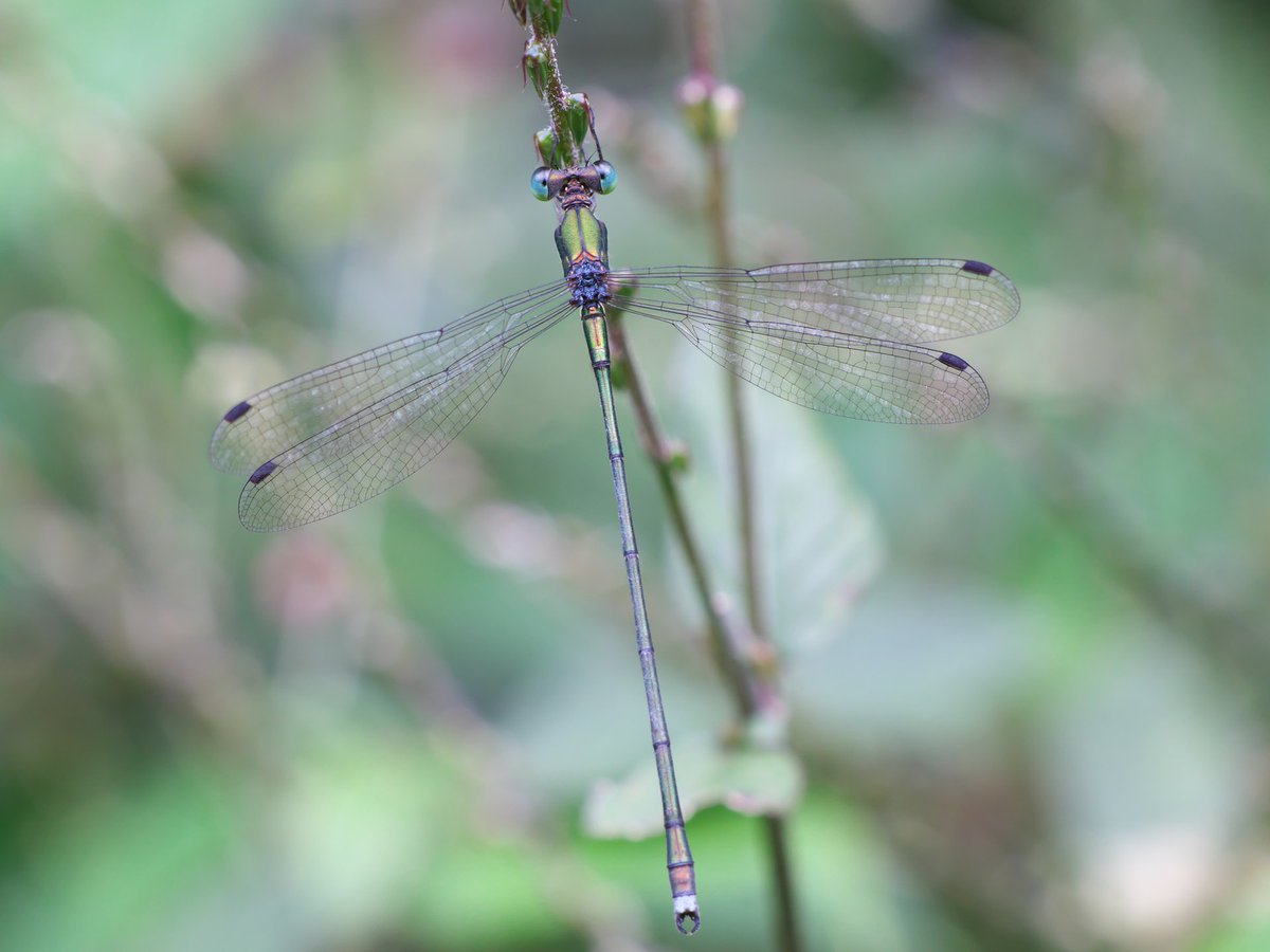 そらページ そらさん on X