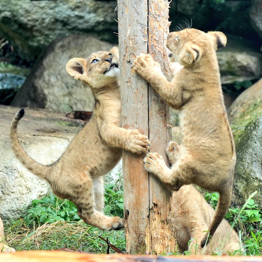 子ライオンは木登りが大好き
#ライオン #のんほいパーク
