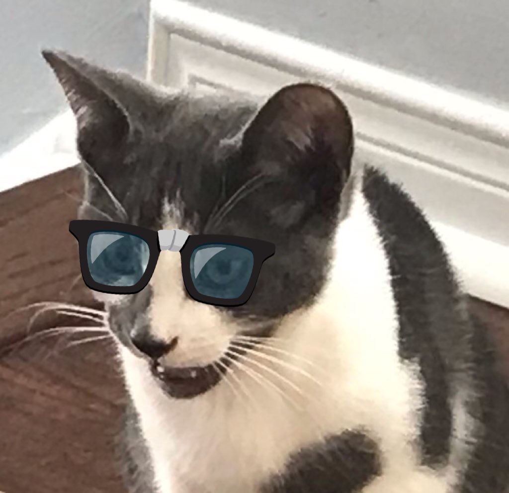 Judy Wiberg 🇨🇦 is The Joy Of Cats tweet media