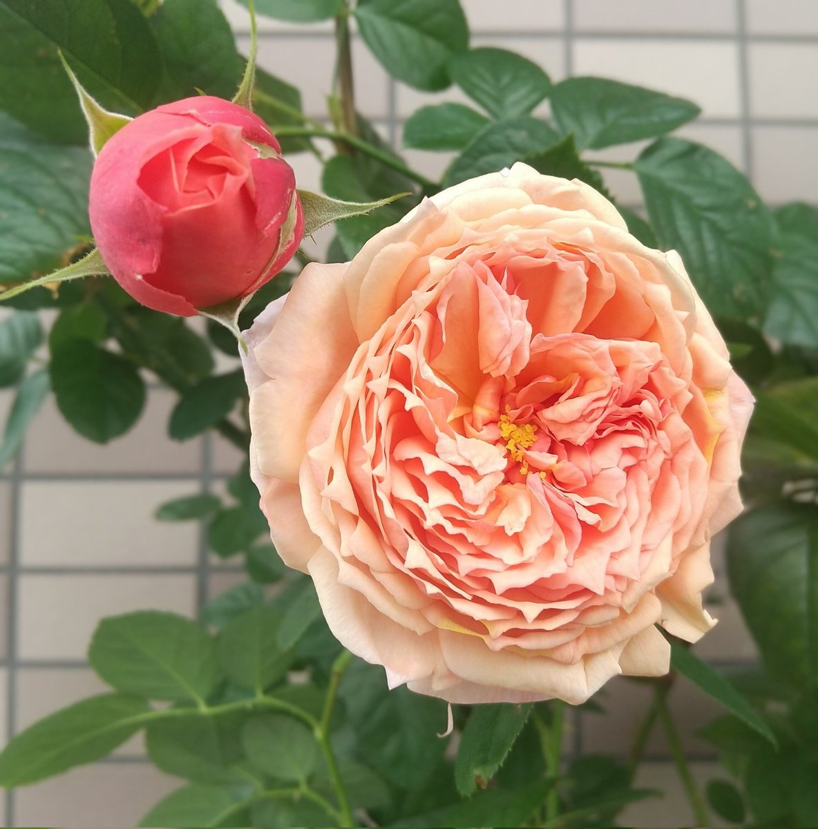 卓上のバラ 卓上のバラ ♡蓋物の壺（大輪の薔薇）高さ27c横幅17cm 一輪挿し・花瓶