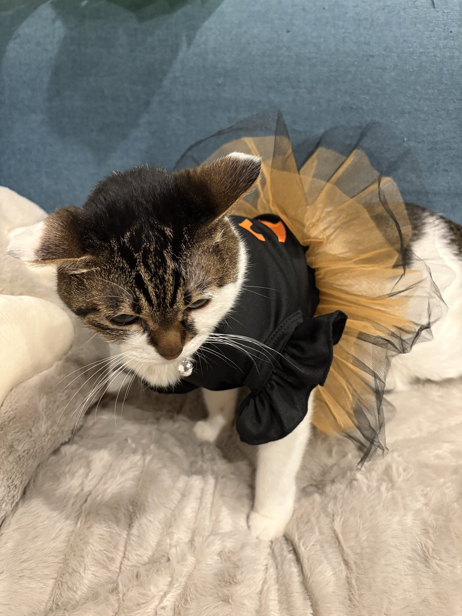 あんちゃん (@anjyu_sub) / Posts / X