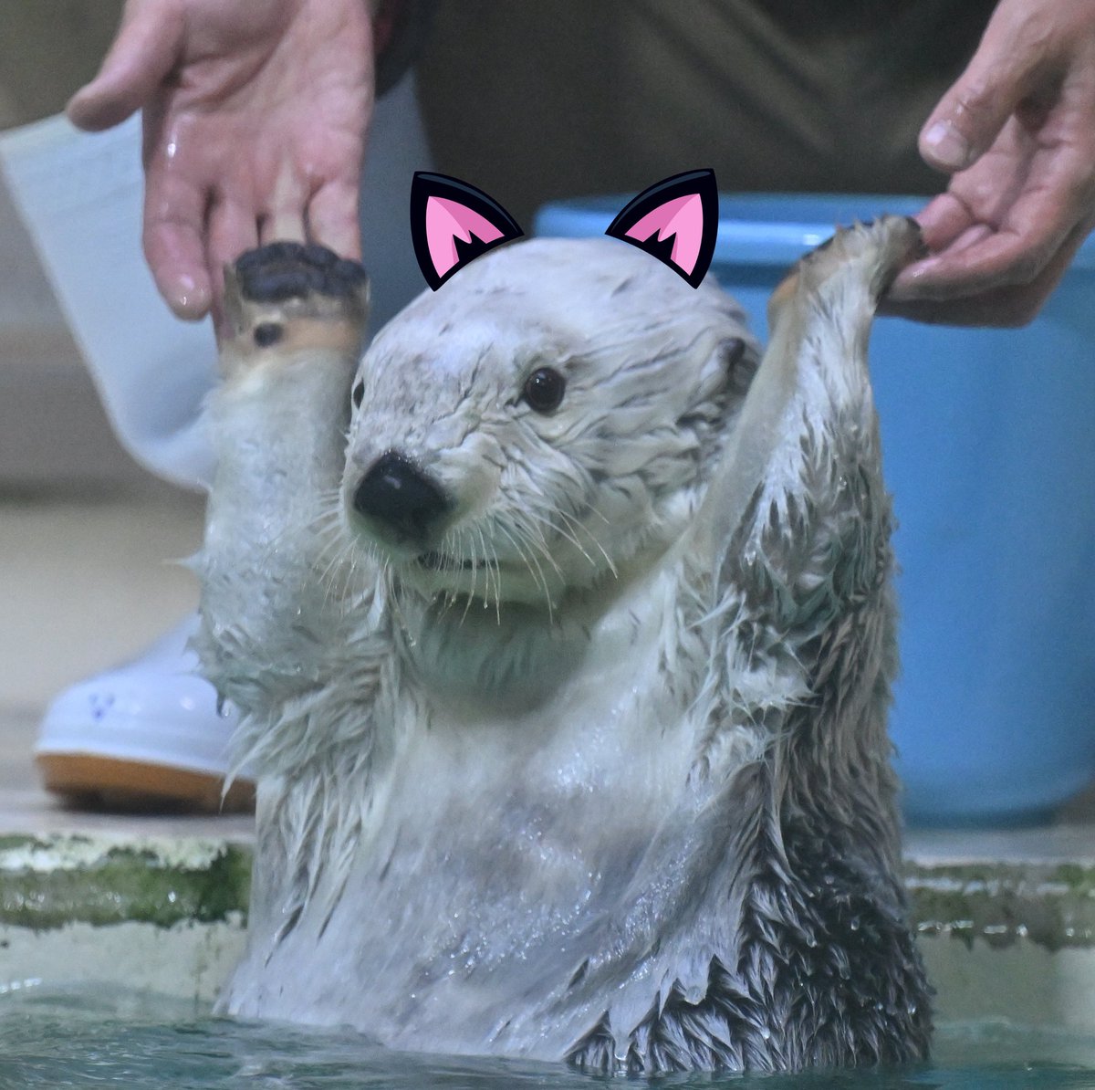 メイちゃん「Trick or Treat！イセエビくれなきゃいたずらし」
僕「いたずらで。」

メイちゃん「イセエ」
僕「いたずらで。」

メイちゃん「…」
僕「いたずらで。」

#ラッコ
#ラッコのメイちゃん
#鳥羽水族館
#ハロウィン