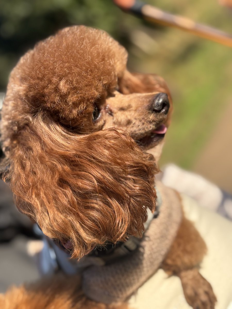 usapi_K's tweet image. 笑ってる　#犬のいる暮らし  #犬好きさんと繋がりたい #いぬ　#とにかくいぬ #保護猫  #ドッグカフェ