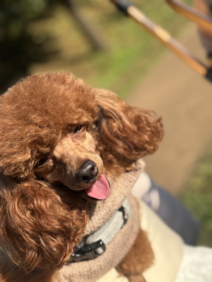 usapi_K's tweet image. 笑ってる　#犬のいる暮らし  #犬好きさんと繋がりたい #いぬ　#とにかくいぬ #保護猫  #ドッグカフェ