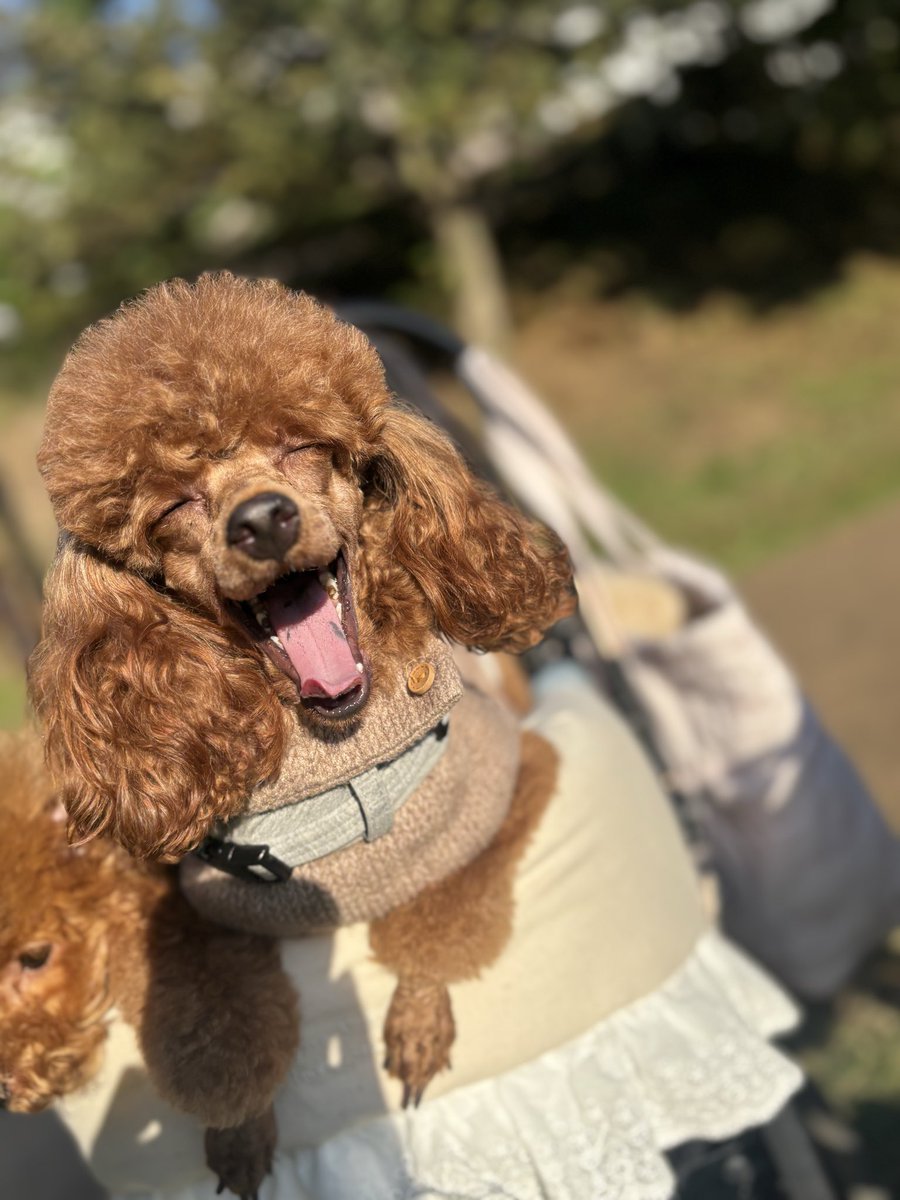 usapi_K's tweet image. 笑ってる　#犬のいる暮らし  #犬好きさんと繋がりたい #いぬ　#とにかくいぬ #保護猫  #ドッグカフェ