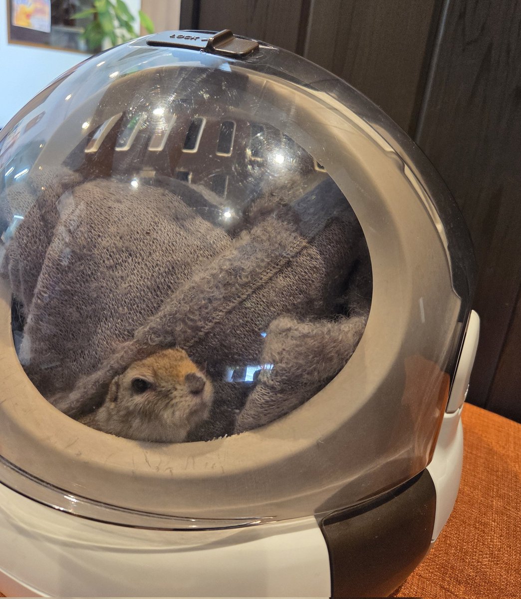 昨日の動物病院に連れてこられてご立腹の綾鷹

#リチャードソンジリス