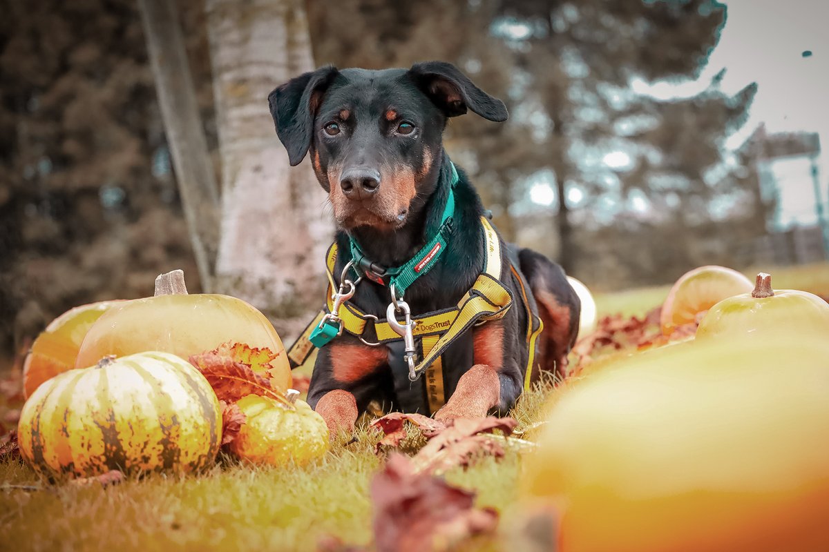 DT_Leeds's tweet photo. 🎃  Our Underdog Jupiter looks so handsome amongst the Pumpkins, don't you agree? 🎃

Find out more about this awesome boy 👉 https://t.co/6mOTyRXqrq

#RescueDog #AdoptDontShop #DogsTrustLeeds #Leeds #PumpkinPatch #PumpkinSeason #Halloween #DogsOfHalloween #Dobermann @DogsTrust https://t.co/rh8JnGkW2K