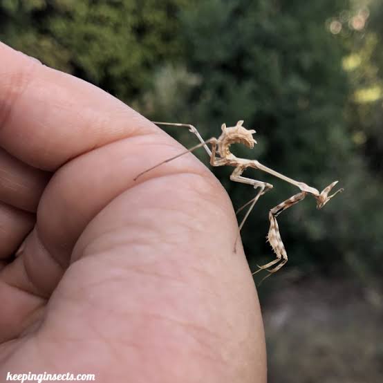 Pink empusa цөгөрцөг гэж харь гаригийн амьтан шиг толгойтой нөхөр байна.
Харьцангүй жижиг биетэй энэ махчин биеийн жингийхээ талтай тэнцэх хэмжээний жоомыг нэг дор зооглочихдог идэмхий анчин. Бусад цөгөрцөгний ижил өндөр хурд хурц хараатай. Дутагдал нь зөвхөн хөдөлж байгаа анг