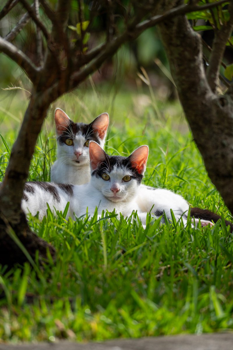 おっさんポーズ