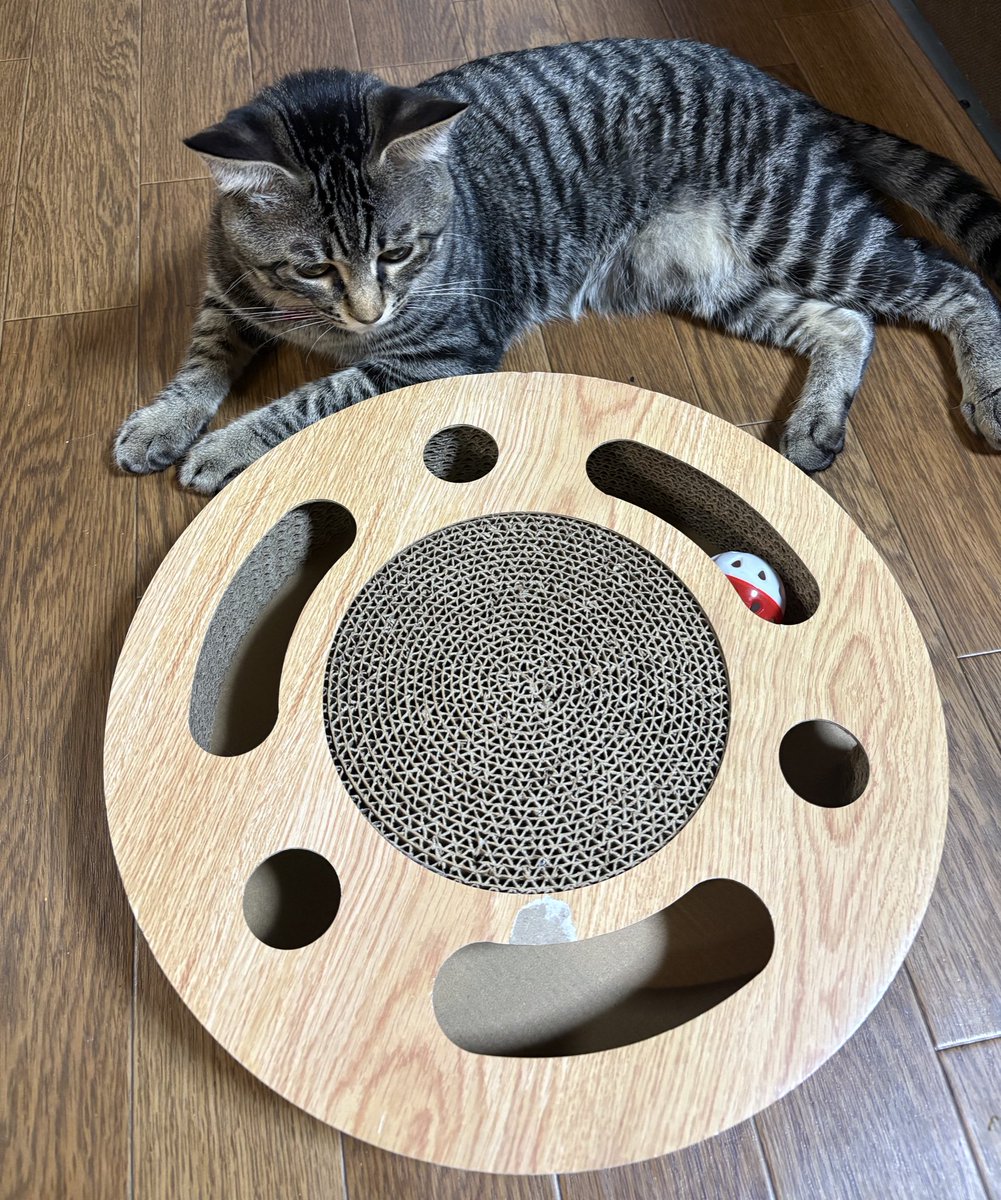 猫さん 7ITA Relax Cat Lady Jersey | オフホワイト - 7 BiCYCLE Products