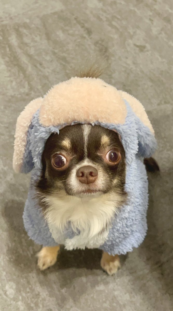 あゆみ💥 tweet media