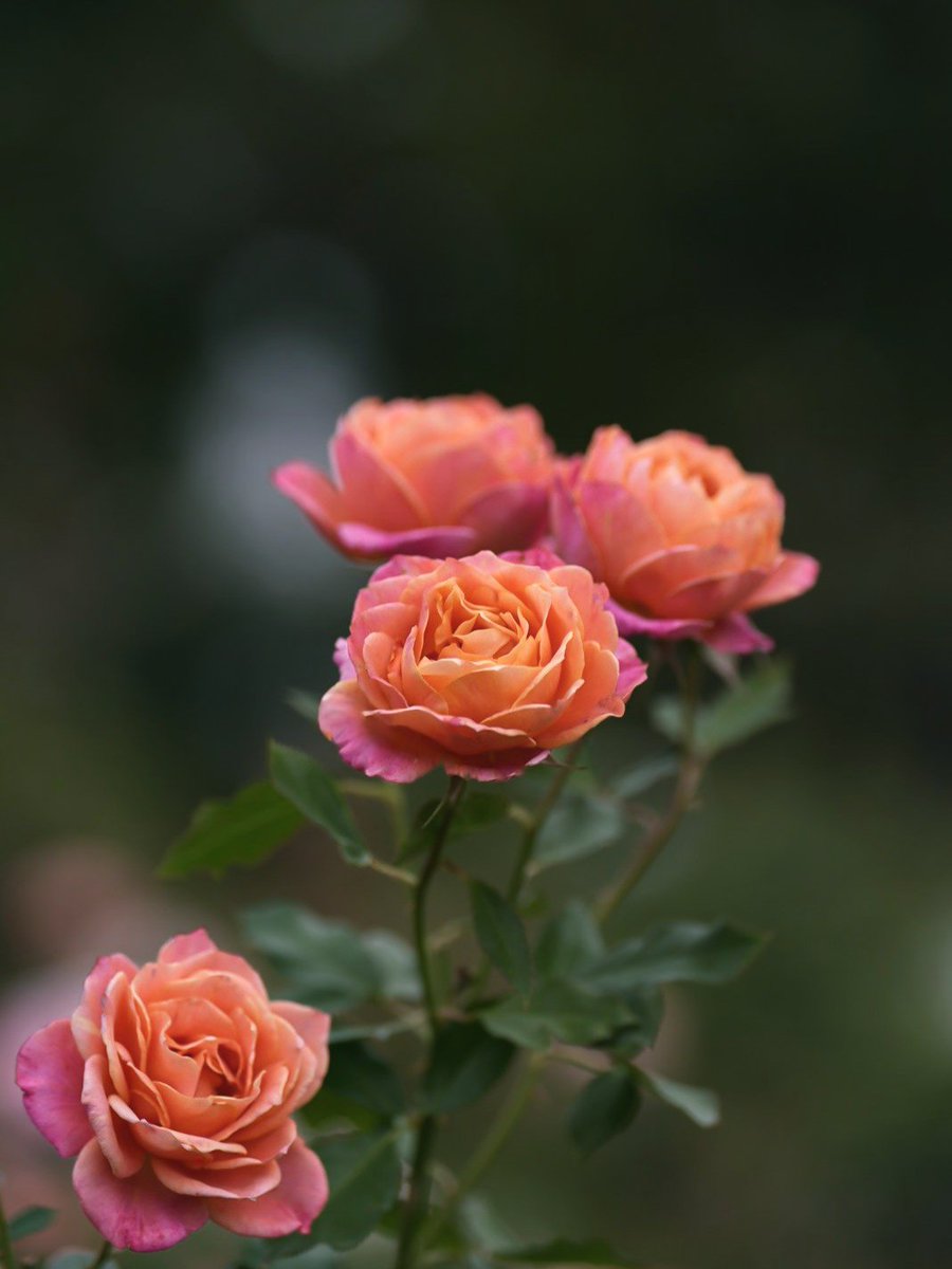 秋薔薇　ページ ねこまた。 on X