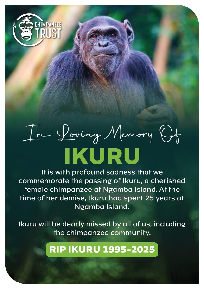 #Chimpanzeetrust tweet media