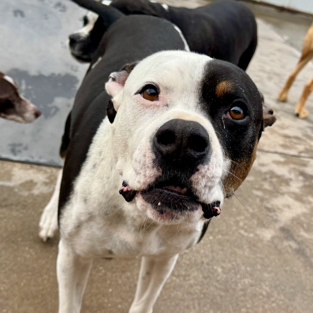 metroanimals's tweet image. Happy Birthday to our wonderful and paw-dorable Fefe!! He’s officially 10 years old! 🥳🎉 🐶
#pawfect #doggydaycare #pupoftheday