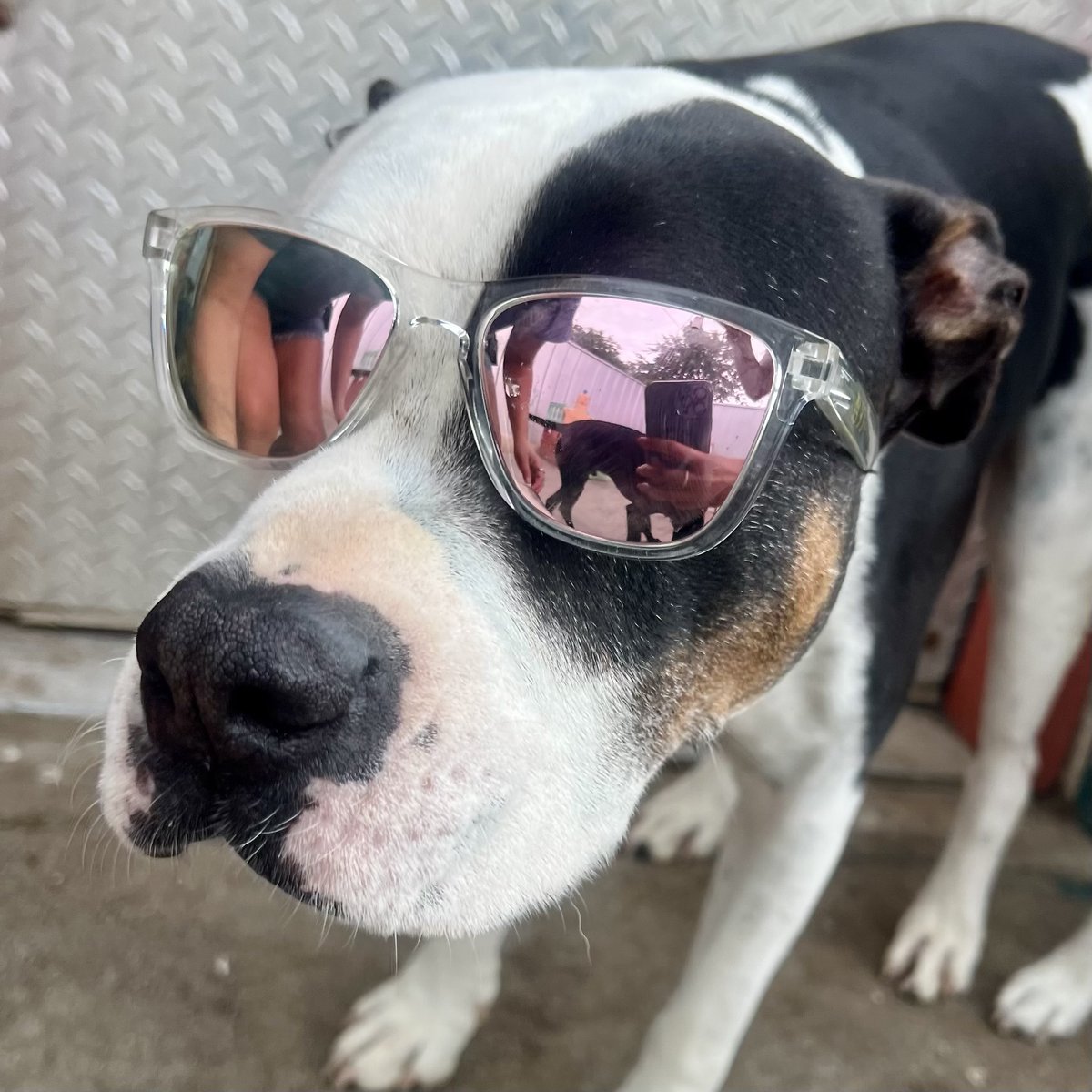 metroanimals's tweet image. Happy Birthday to our wonderful and paw-dorable Fefe!! He’s officially 10 years old! 🥳🎉 🐶
#pawfect #doggydaycare #pupoftheday