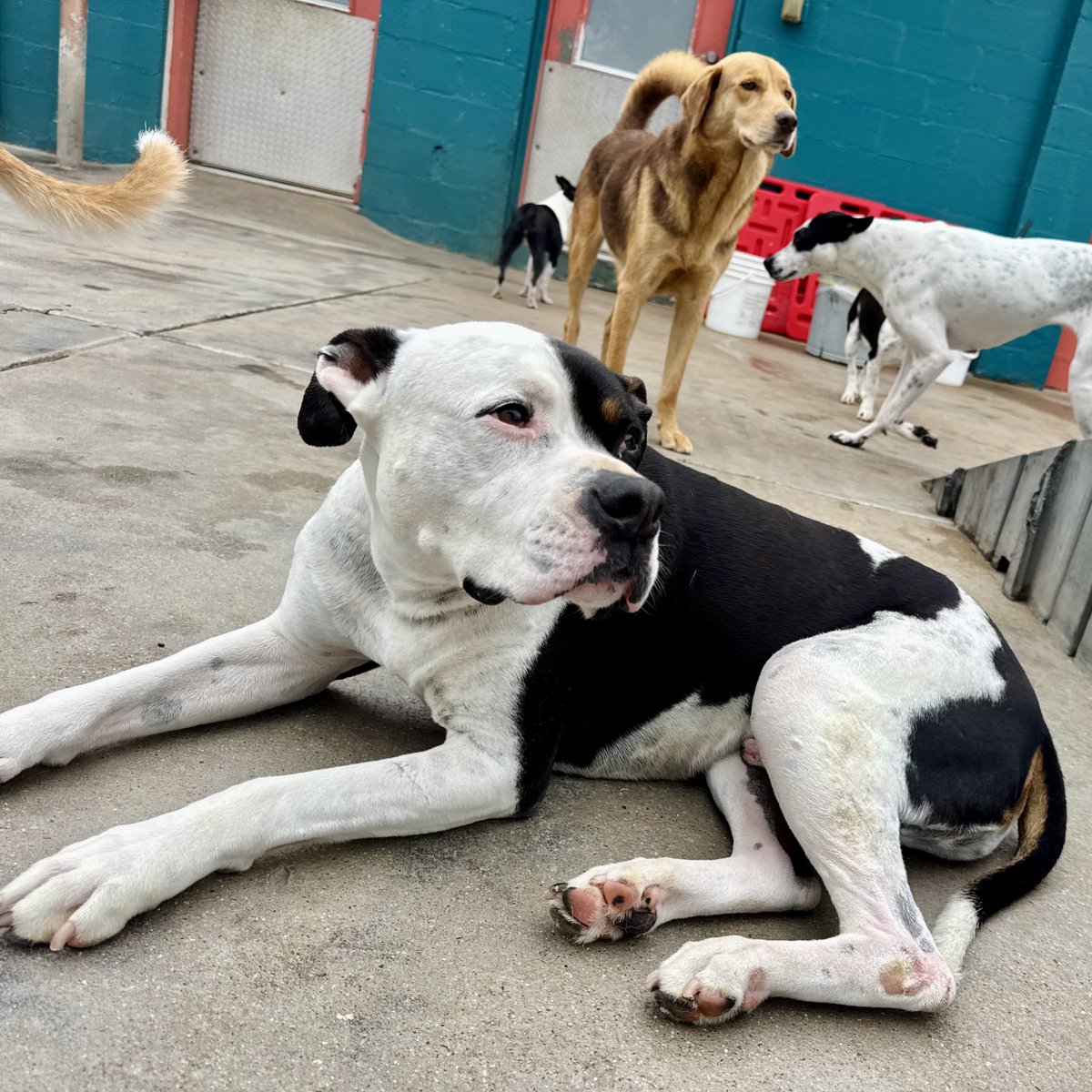 metroanimals's tweet image. Happy Birthday to our wonderful and paw-dorable Fefe!! He’s officially 10 years old! 🥳🎉 🐶
#pawfect #doggydaycare #pupoftheday