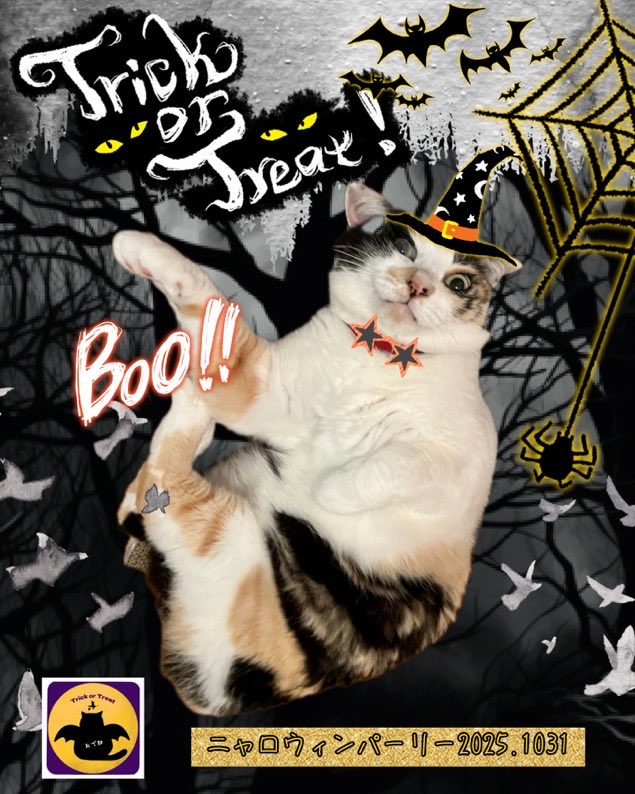 三毛猫🐾月菜子さん (@runak0mam679) / Posts / X