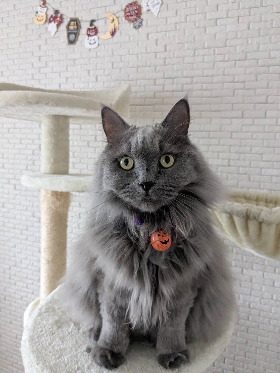 link820__'s tweet photo. 🎃Happy Halloween🖤🧡

#サイベリアン #猫 #ハロウィン https://t.co/aYmRvdM2fC