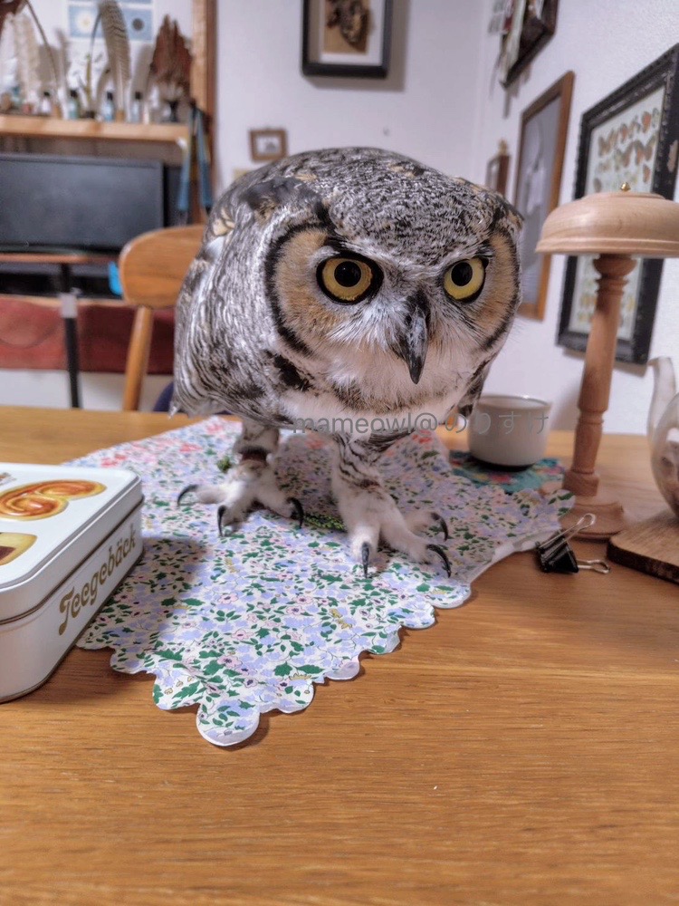 Mameowl@のりすけママ on X