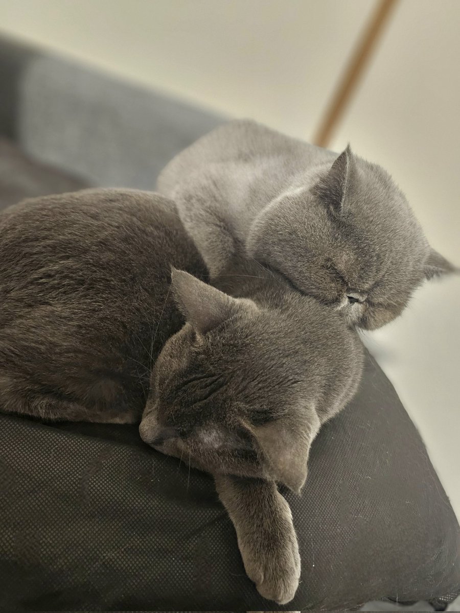 田中さんちの仲良し家族 (@tarochan_523) / Posts / X