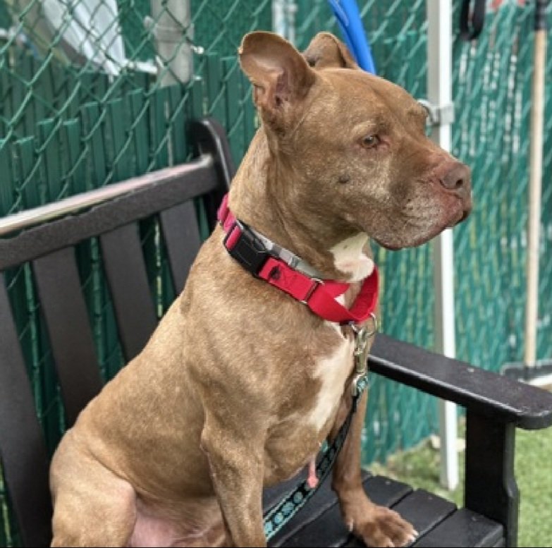 MorgFairsdogs's tweet image. Jaeger 238437
Relisted TBK 11/1
#NYCACC #RescueOnly 
He is a cute 8 yr old
Social with select staff and walks well on leash
Has a mass 🚑
Needs all adult home 
Help save Jaeger!
nycacc.app/browse/238437
#Pledge4Rescue #foster #adopt