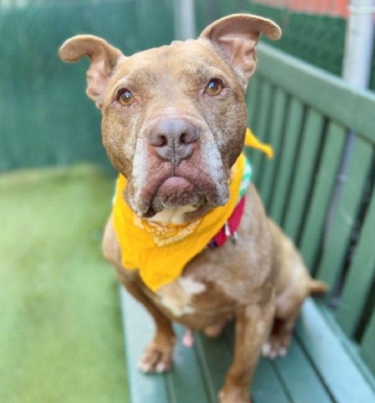 MorgFairsdogs's tweet image. Jaeger 238437
Relisted TBK 11/1
#NYCACC #RescueOnly 
He is a cute 8 yr old
Social with select staff and walks well on leash
Has a mass 🚑
Needs all adult home 
Help save Jaeger!
nycacc.app/browse/238437
#Pledge4Rescue #foster #adopt