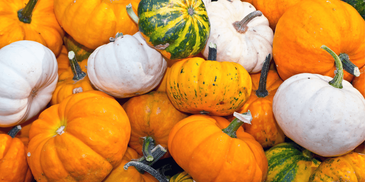 DandysTopsoil's tweet image. Save your pumpkin seeds and learn How to Grow Your Own Pumpkins 🎃
Imagine your very own pumpkin patch to pick from next year 😍
dandys.com/blogs/how-to-g…

#howto #pumpkinpatch #pumpkins #growyourownfood
