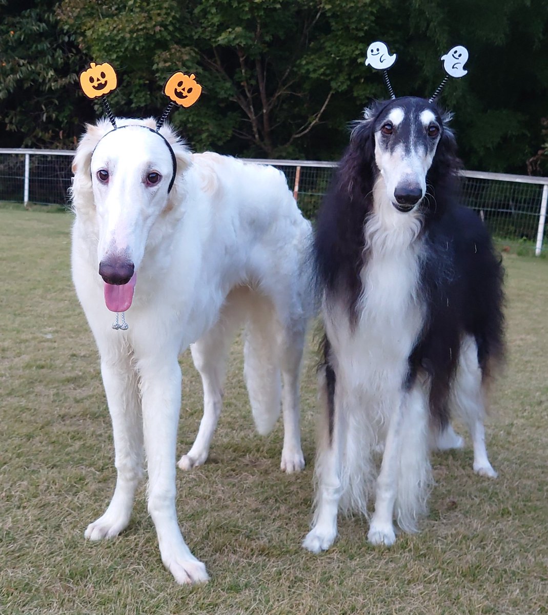 トリック＆トリート！😁
あー初めての被り物🎃

やっぱりカボチャと鏡餅が似合うボルゾイNo.1はぽーかな🤔