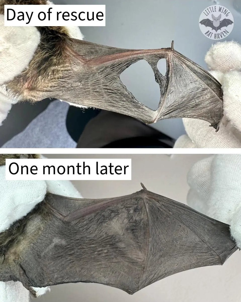 박쥐 날개에 구멍이 생기면 메워지지 않을 것 같은데 실제로는 왠만한 상처는 한달정도면 치유된다., image size:959x1200