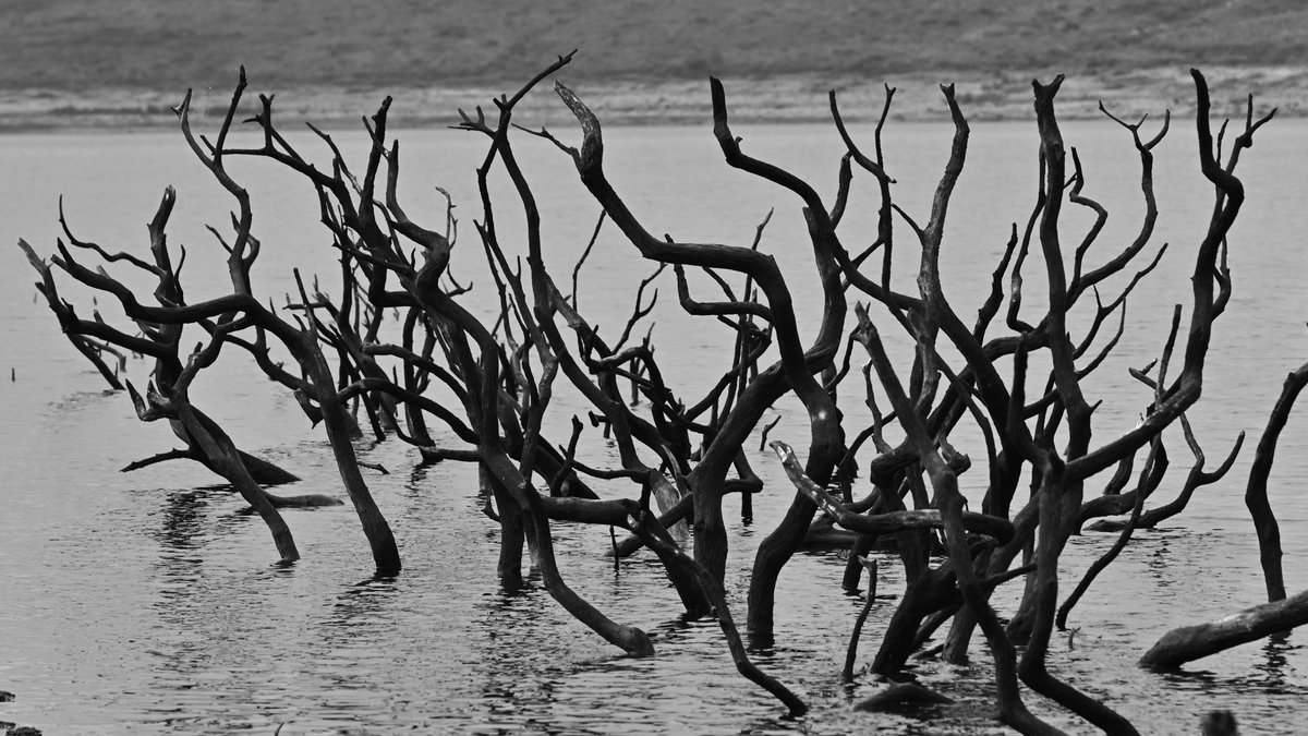 kev9000pro's tweet photo. @8ntmuch Colliford Lake, Bodmin Moor https://t.co/fwCn9rHWIG