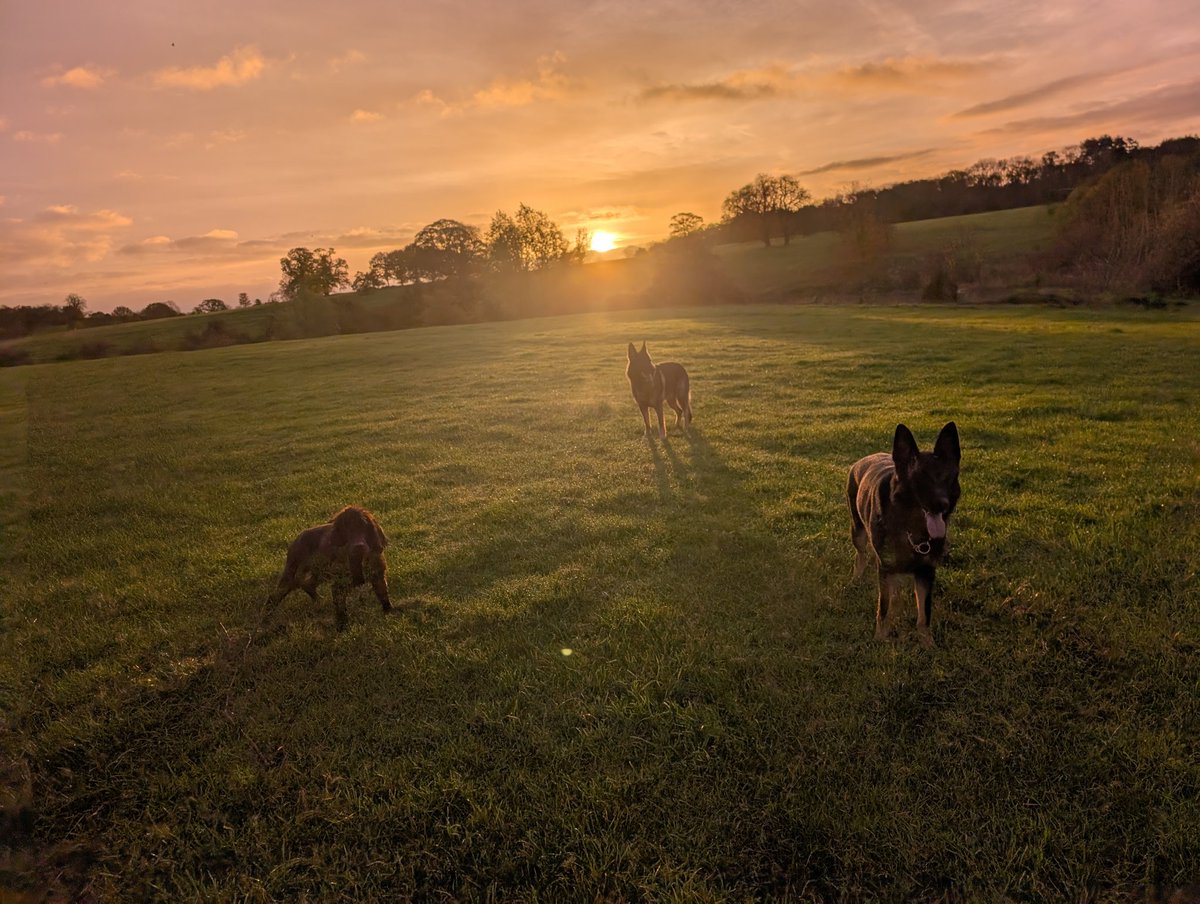 What a beautiful sunrise this morning with PD Pyper and TPD Coco