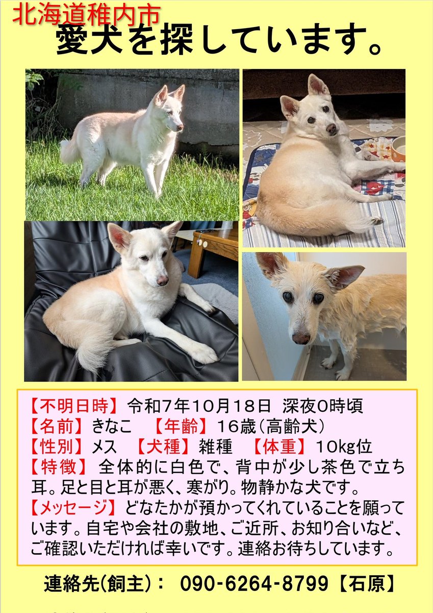S68638311's tweet image. “きなこ”と離れて２週間…
帰ってきてくれ…

#ミックス犬きなこ（長女）
#迷子犬　#北海道稚内市