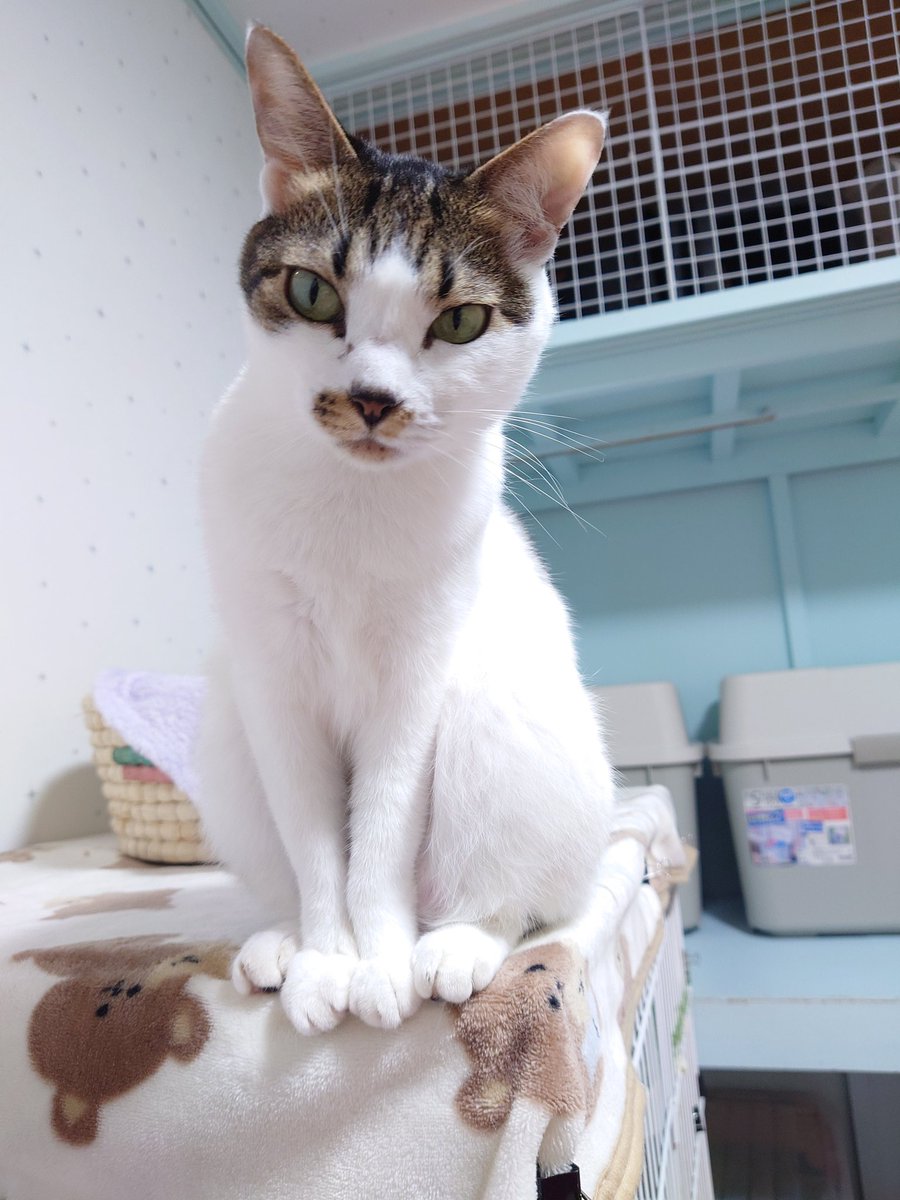 E suzuページ オサジ コンフォータブル ベースコート